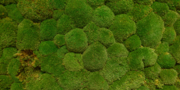 Moss Just Survived a Full Year Outside the International Space Station