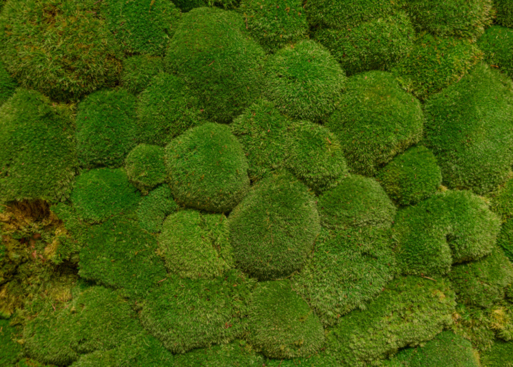 Moss Just Survived a Full Year Outside the International Space Station