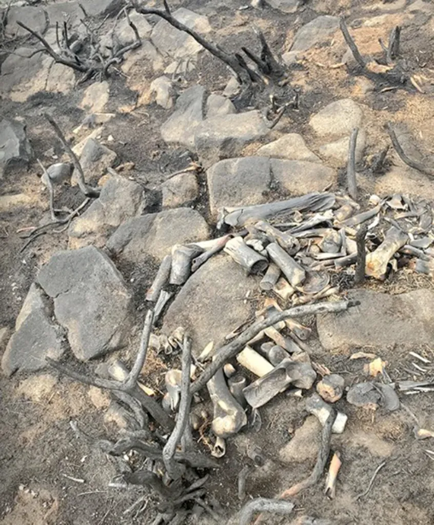 Pile of bones and charcoal found on Crow Hill near Arthur's Seat.
