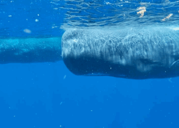 How to Talk to Whales