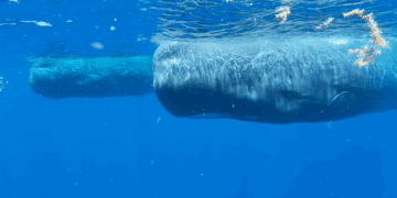 How to Talk to Whales