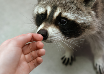 Urban Raccoons Show Early Signs of Domestication