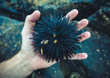 Scientists Say Sea Urchins Are Basically Brains With Spikes