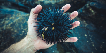 Scientists Say Sea Urchins Are Basically Brains With Spikes