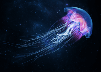 These Animals Don’t Have Brains. Can They Still Think?