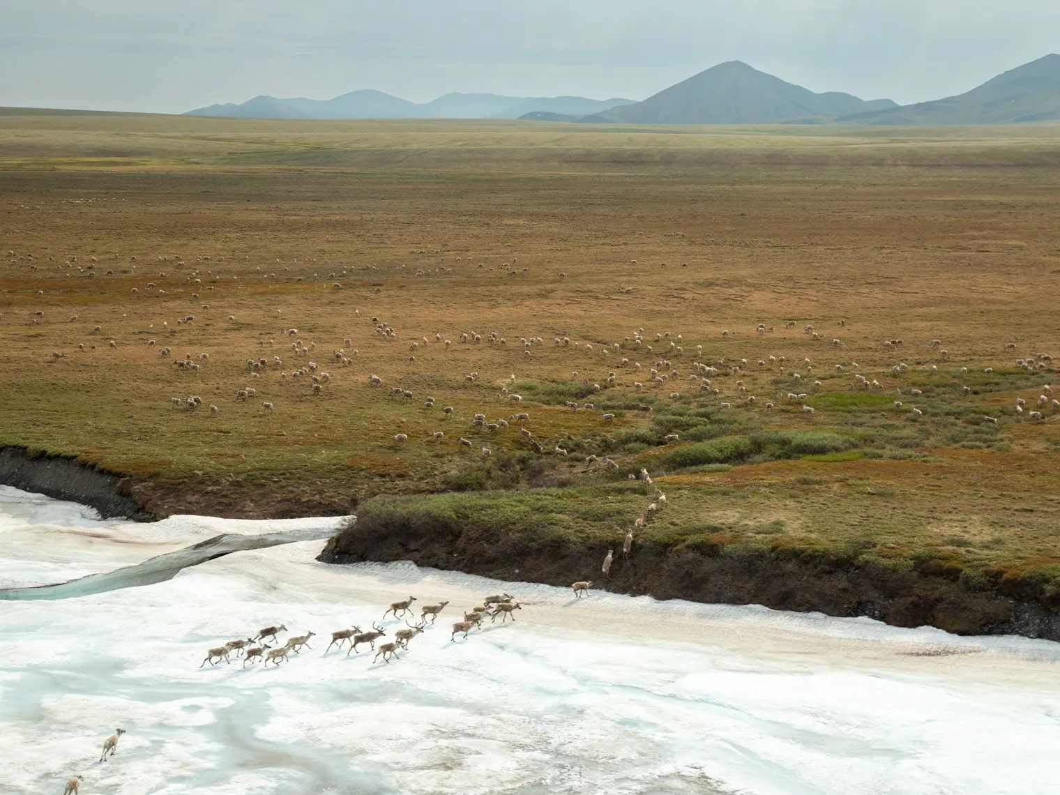 Caribou (Rangifer tarandus granti) cross the aufeis on a river in the coastal plain of Alaska's Arctic National Wildlife Refuge on June 25th, 2025.