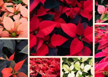 A red poinsettia? Sure, but this SoCal nursery grows thousands in colors to match any decor