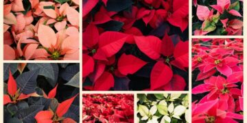 A red poinsettia? Sure, but this SoCal nursery grows thousands in colors to match any decor