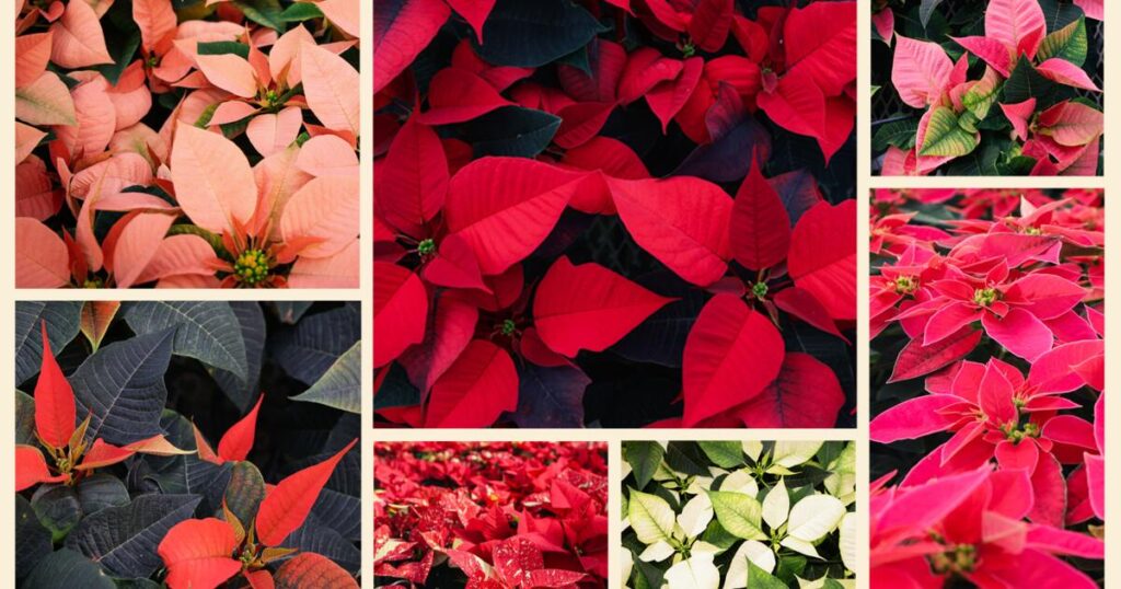 A red poinsettia? Sure, but this SoCal nursery grows thousands in colors to match any decor