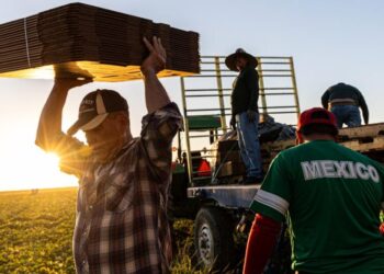 Hard lives in California’s fields: ‘The American dream eats us alive’