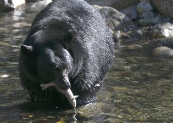 Bear, in fall feeding frenzy, follows 87-year-old California man into his home