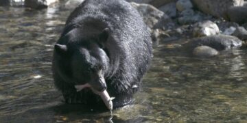 Bear, in fall feeding frenzy, follows 87-year-old California man into his home