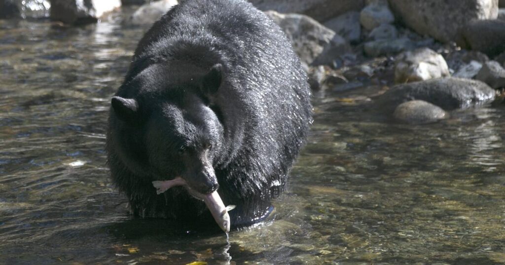 Bear, in fall feeding frenzy, follows 87-year-old California man into his home