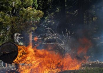 Forest Service completed prescribed burns on 127,000 acres during shutdown, despite reduced workforce