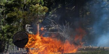 Forest Service completed prescribed burns on 127,000 acres during shutdown, despite reduced workforce
