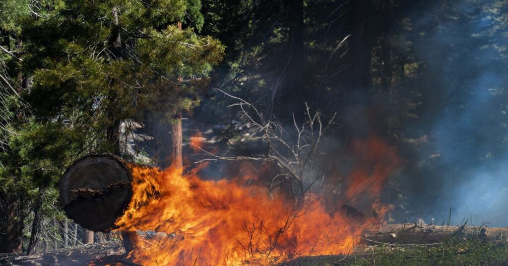 Forest Service completed prescribed burns on 127,000 acres during shutdown, despite reduced workforce