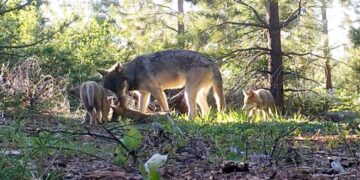 4 California wolves were eliminated, but there’s a new pack in town