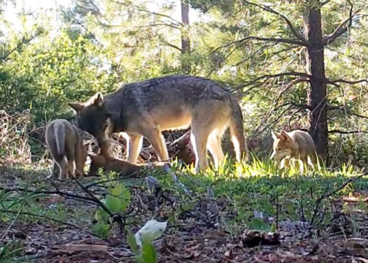 4 California wolves were eliminated, but there’s a new pack in town
