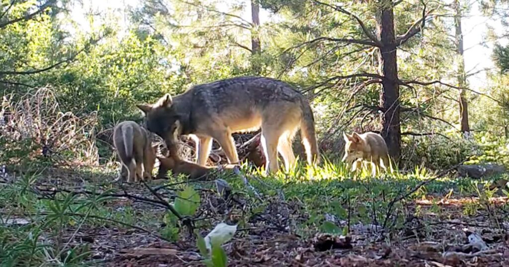 4 California wolves were eliminated, but there’s a new pack in town