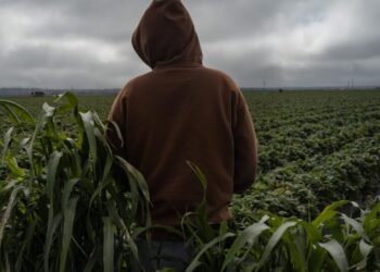 California’s child farmworkers: Exhausted, underpaid and toiling in toxic fields