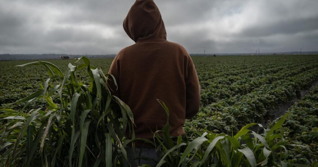 California’s child farmworkers: Exhausted, underpaid and toiling in toxic fields