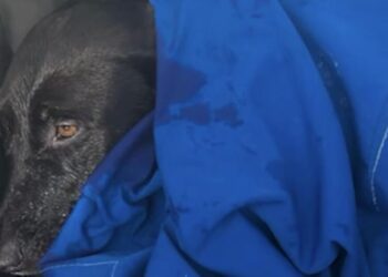 Their dog vanished during a trip to San Diego. They found her swimming a half mile offshore.