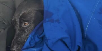 Their dog vanished during a trip to San Diego. They found her swimming a half mile offshore.