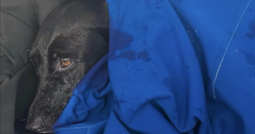 Their dog vanished during a trip to San Diego. They found her swimming a half mile offshore.