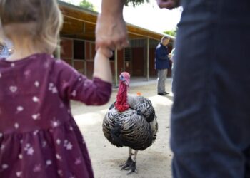 Photos: Where the Thanksgiving turkeys are in charge
