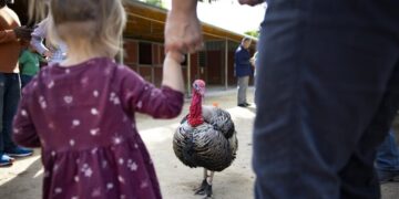 Photos: Where the Thanksgiving turkeys are in charge