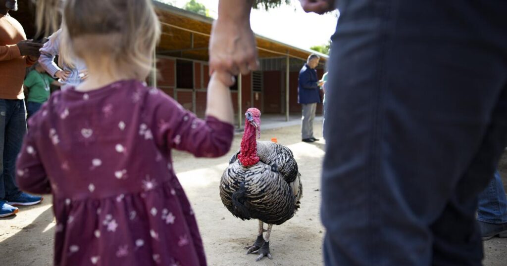 Photos: Where the Thanksgiving turkeys are in charge