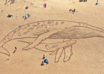 How little plastic does it take to kill marine animals? Scientists have answers