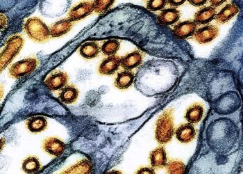 Washington state resident dies of new H5N5 form of bird flu