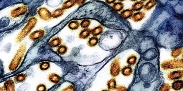 Washington state resident dies of new H5N5 form of bird flu