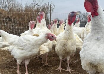 Stores keep prices down in a tough year for turkeys. Other Thanksgiving foods may cost more