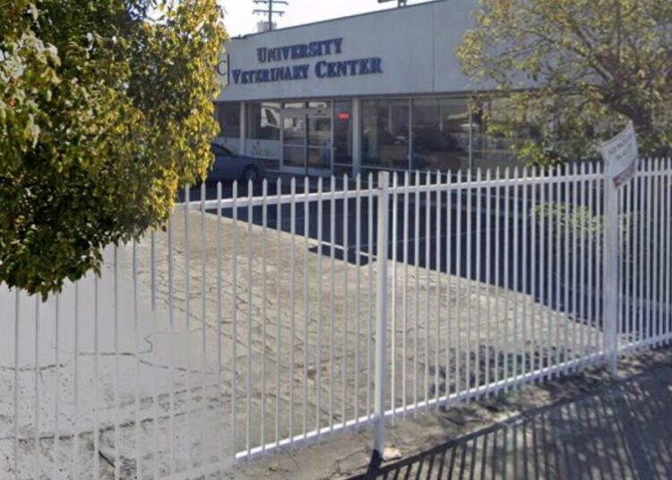 Woman accused of throwing malnourished poodle over 8-foot fence of vet clinic