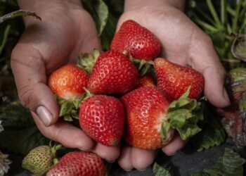 Lax oversight, few inspections leave child farmworkers exposed to toxic pesticides