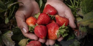 Lax oversight, few inspections leave child farmworkers exposed to toxic pesticides