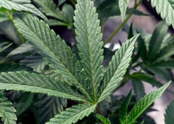 It’s possible to get addicted to pot. Here’s what to know