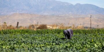 Farmworkers sue Trump administration in California over threat to wages
