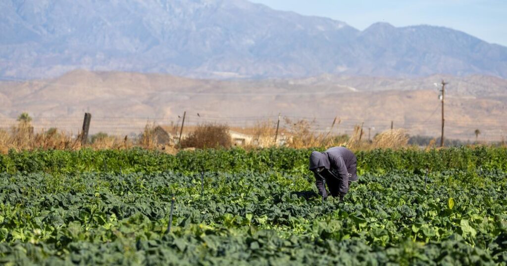 Farmworkers sue Trump administration in California over threat to wages