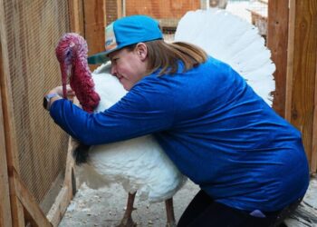 Some families are ‘adopting’ turkeys for Thanksgiving instead of eating them