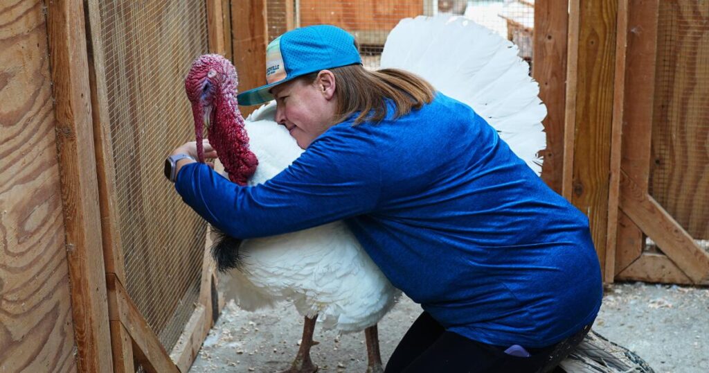 Some families are ‘adopting’ turkeys for Thanksgiving instead of eating them