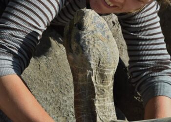 Gramma the Galápagos tortoise, an original San Diego Zoo resident, dies at 141