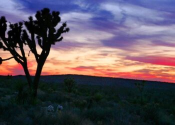 Joshua trees survived being loathed. Now they’re beloved and at risk