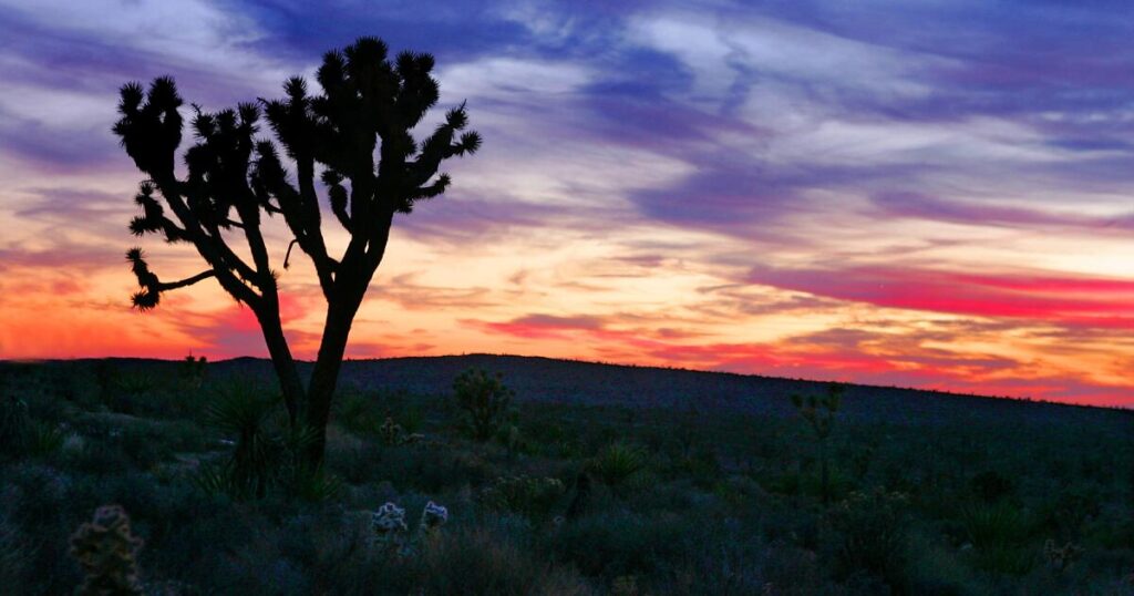 Joshua trees survived being loathed. Now they’re beloved and at risk