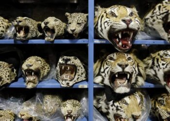 Global tiger trafficking crisis worsens with nine big cats seized monthly