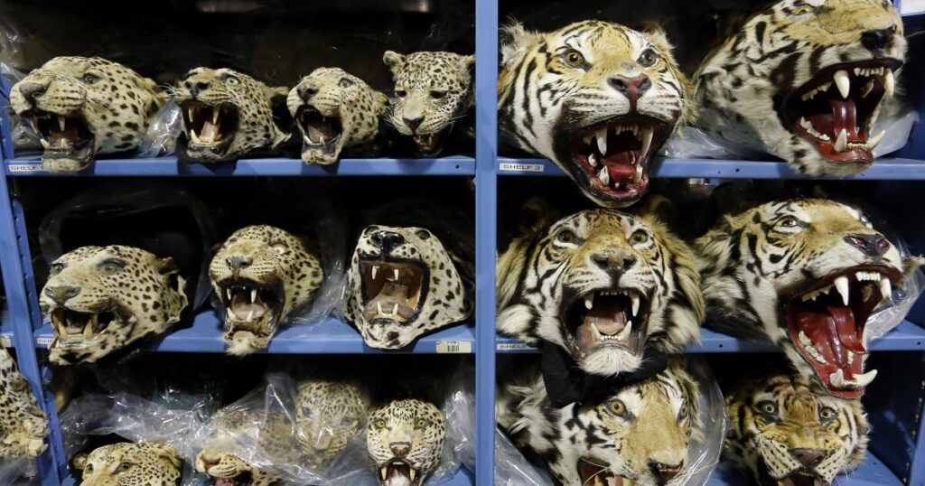 Global tiger trafficking crisis worsens with nine big cats seized monthly