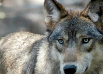 Reimagining our relationship with wolves