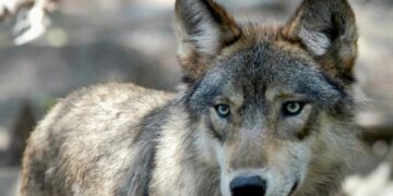 Reimagining our relationship with wolves